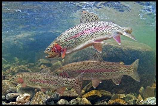 Rainbow Trout Realfish USA Inland Series